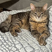 Bubulle participe au concours pour gagner de l'argent avec cette photo : cat, tabby, fluffy, pet, animal, feline, resting, blanket, cozy, indoor, fur, whiskers, ears, paws, relaxed, cute, domestic, housecat, lying_down, portrait