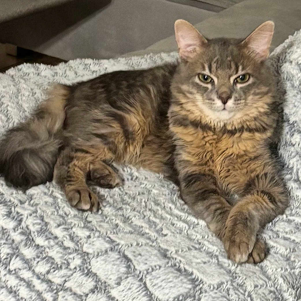 Bubulle participe au concours pour gagner de l'argent avec cette photo : animal, blanket, cat, cozy, cute, domestic, ears, feline, fluffy, fur, housecat, indoor, lying_down, paws, pet, portrait, relaxed, resting, tabby, whiskers