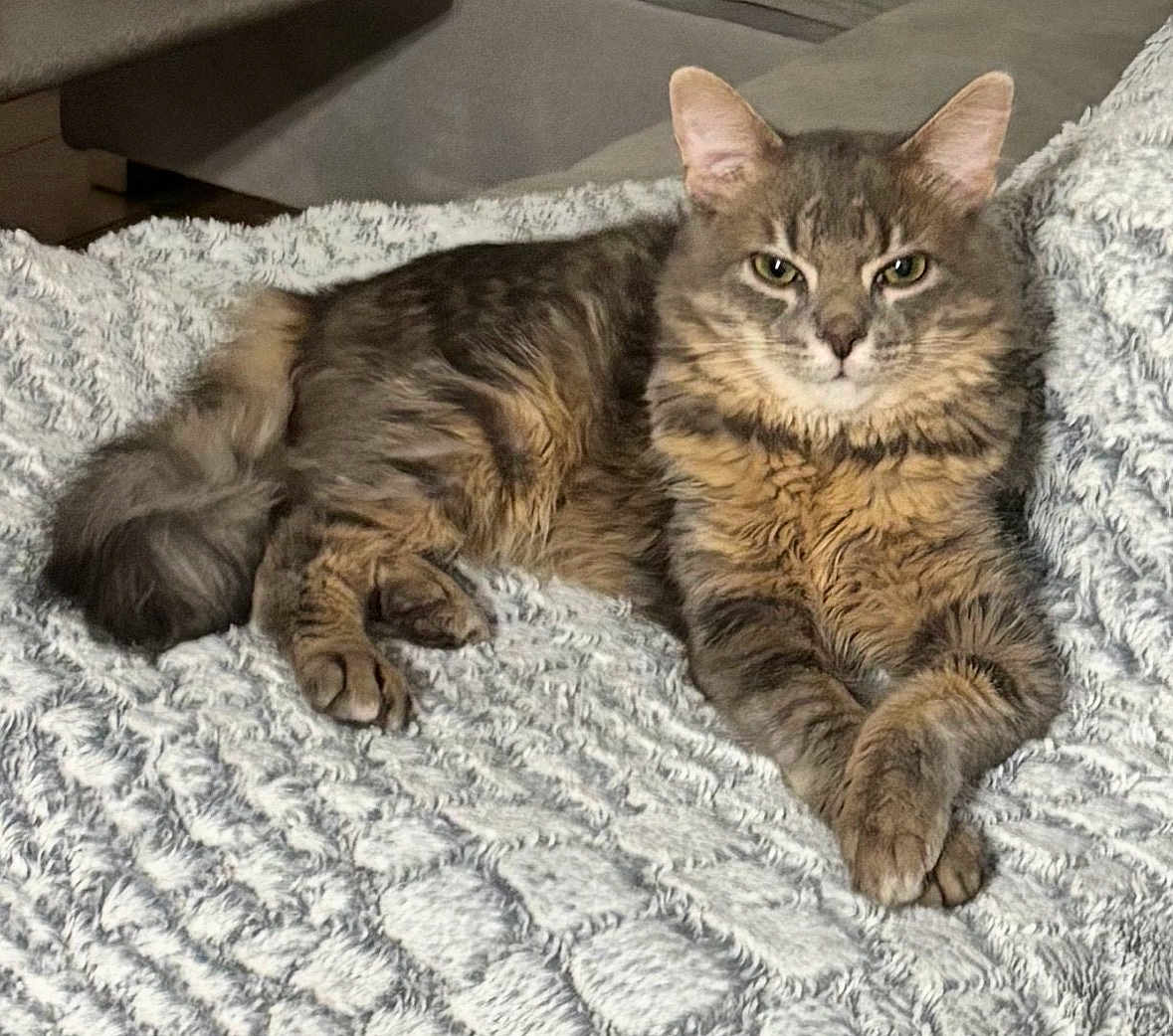Bubulle participe au concours pour gagner de l'argent avec cette photo : cat, tabby, fluffy, pet, animal, feline, resting, blanket, cozy, indoor, fur, whiskers, ears, paws, relaxed, cute, domestic, housecat, lying_down, portrait