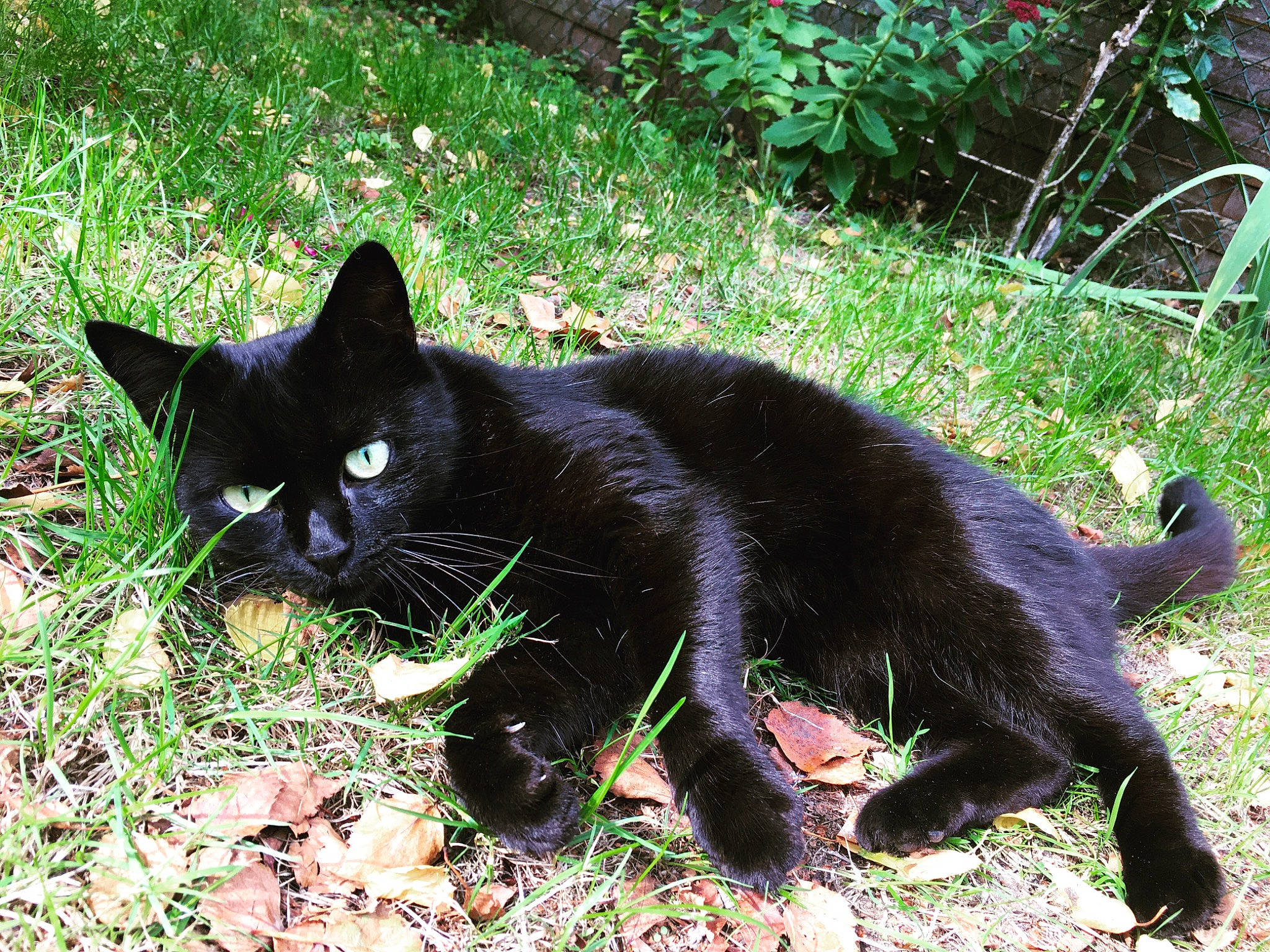 Moumou participe au concours pour gagner de l'argent avec cette photo : black_cat, bombay, carnivore, cat, domestic_short_haired_cat, felidae, fur, grass, groundcover, plant, shadow, shrub, small_to_medium_sized_cats, snout, tail, terrestrial_animal, tints_and_shades, whiskers