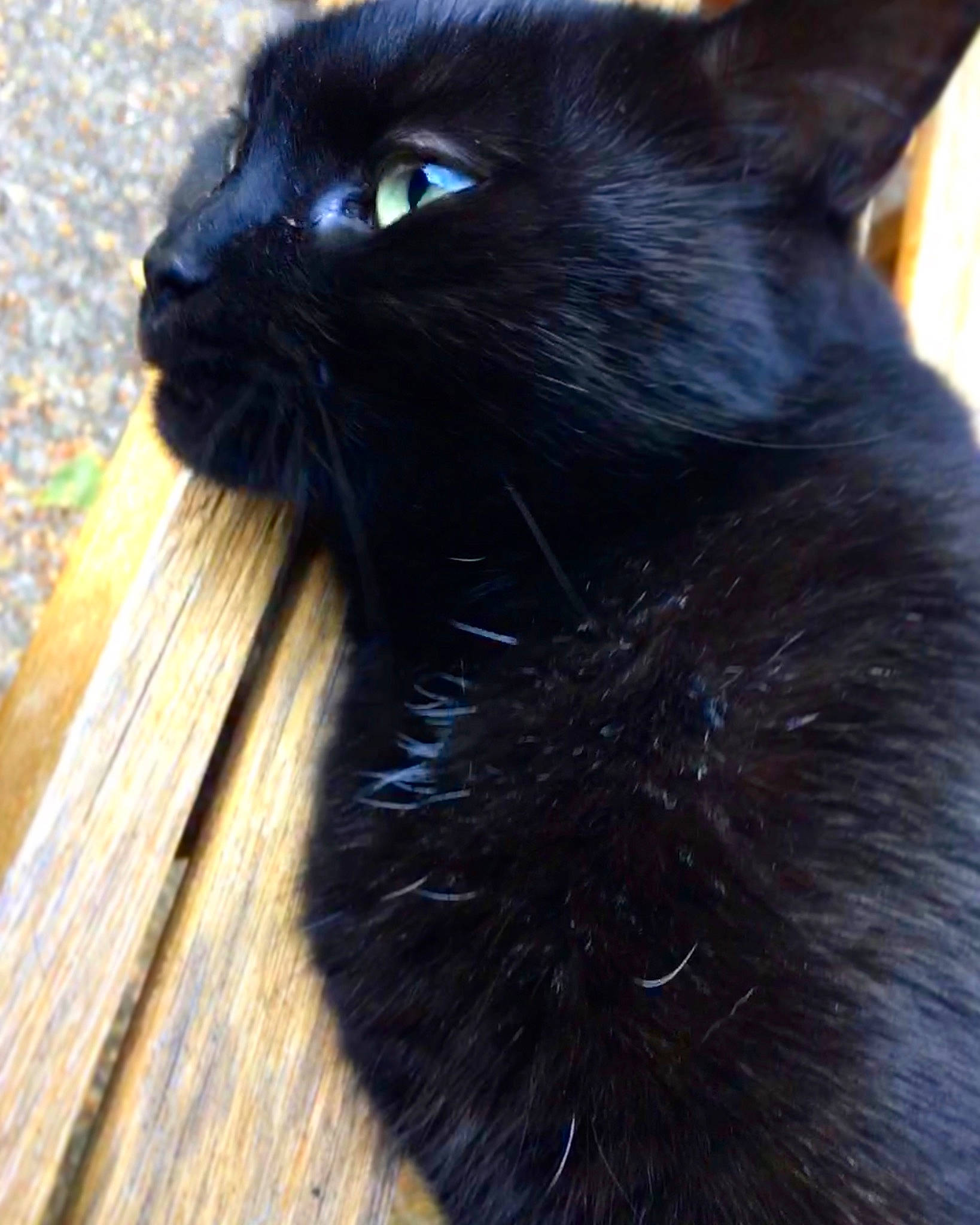Moumou a rejoint le concours — aidez-le/la à gagner de superbes lots ! black_cat, bombay, carnivore, cat, claw, domestic_short_haired_cat, electric_blue, felidae, fur, light, mammal, plank, plant, small_to_medium_sized_cats, snout, tail, terrestrial_animal, vertebrate, whiskers, wood