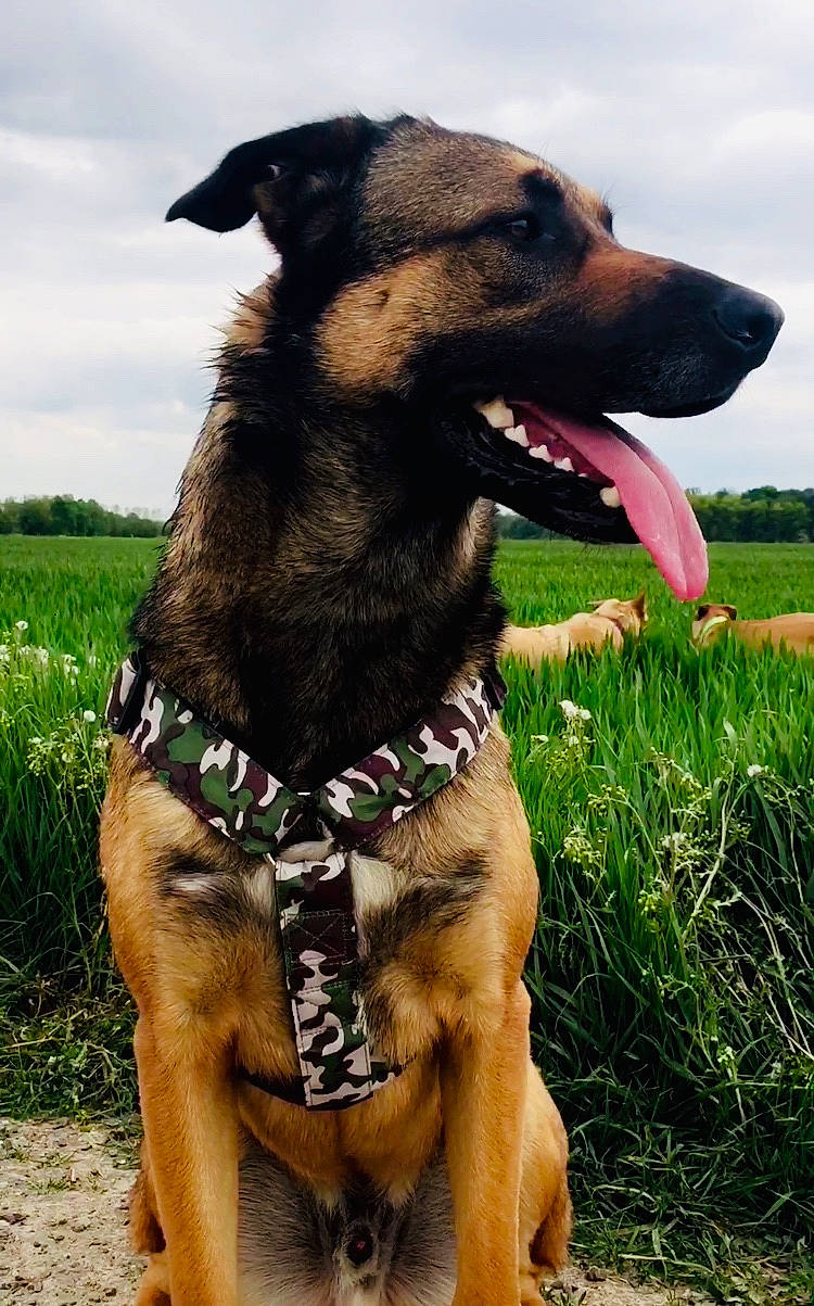 Oso a rejoint le concours — aidez-le/la à gagner de superbes lots ! canidae, carnivore, cloud, collar, companion_dog, dog, dog_breed, dog_collar, dog_supply, fawn, grass, happy, leash, liver, pet_supply, plant, sky, snout, sporting_group, working_animal