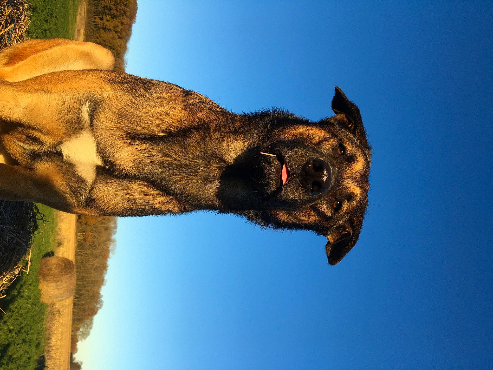 Oso a rejoint le concours — aidez-le/la à gagner de superbes lots ! carnivore, dog_breed, electric_blue, eye, fawn, gesture, head, mammal, organism, plant, shadow, sky, snout, sporting_group, terrestrial_animal, tree, trunk, vertebrate, wood, working_animal