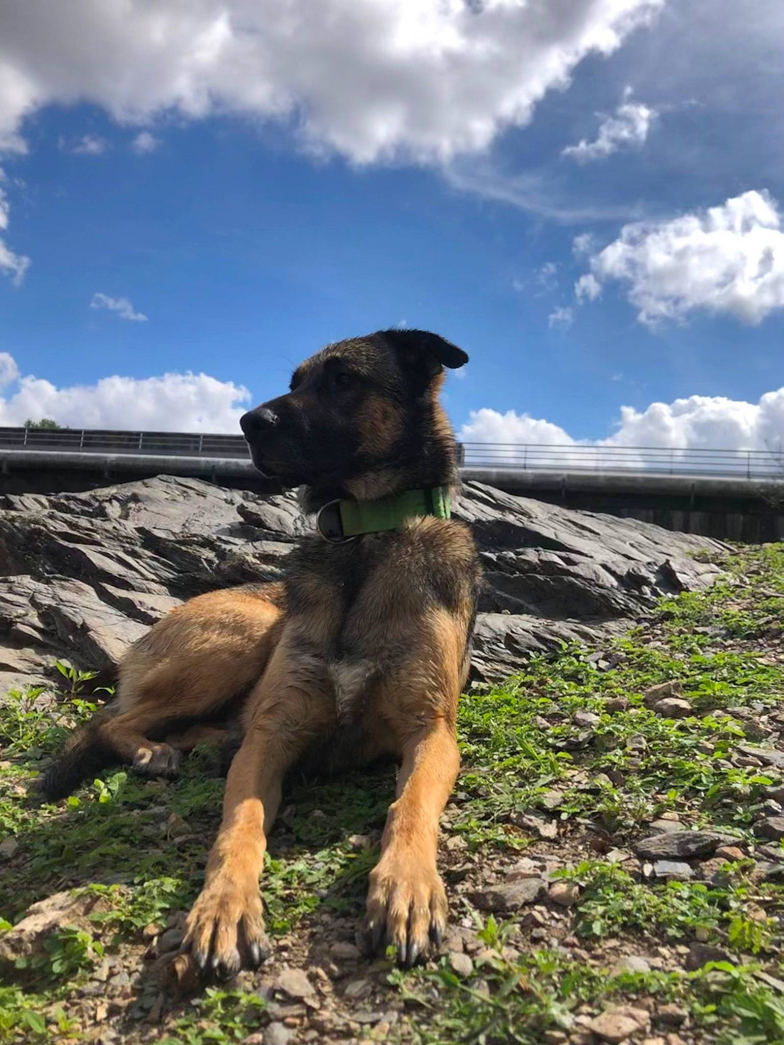 Oso participe au concours pour gagner de l'argent avec cette photo : carnivore, cloud, cumulus, dog, dog_breed, fawn, grass, grassland, hill, horizon, landscape, ocean, plant, rock, sky, soil, sporting_group, wildlife, wood, working_animal