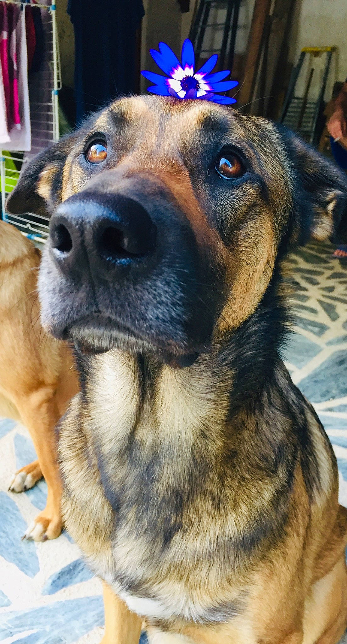 Oso a rejoint le concours — aidez-le/la à gagner de superbes lots ! blue, canidae, carnivore, companion_dog, dog, dog_breed, ear, east_european_shepherd, electric_blue, fawn, fur, german_shepherd_dog, guard_dog, herding_dog, king_shepherd, old_german_shepherd_dog, snout, sporting_group, whiskers, working_dog