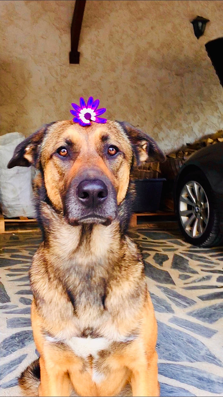 Oso participe au concours pour gagner de l'argent avec cette photo : automotive_tire, canidae, car, carnivore, companion_dog, dog, dog_breed, fawn, fender, flower, fur, german_shepherd_dog, hat, old_german_shepherd_dog, snout, sporting_group, tire, tread, vehicle, wheel