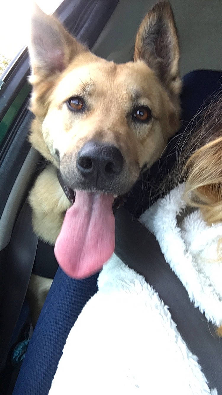 Kaya a rejoint le concours — aidez-le/la à gagner de superbes lots ! canidae, car, carnivore, collar, companion_dog, dog, dog_breed, dog_collar, fawn, fur, herding_dog, jaw, mammal, paw, snout, sporting_group, terrestrial_animal, vehicle, whiskers, working_animal