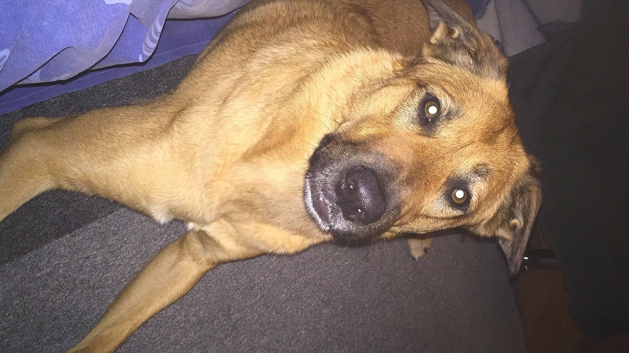 Dolly participe au concours pour gagner de l'argent avec cette photo : bored, carnivore, comfort, companion_dog, dog, dog_breed, ear, fawn, fur, guard_dog, liver, natural_material, paw, snout, sporting_group, terrestrial_animal, whiskers, working_animal