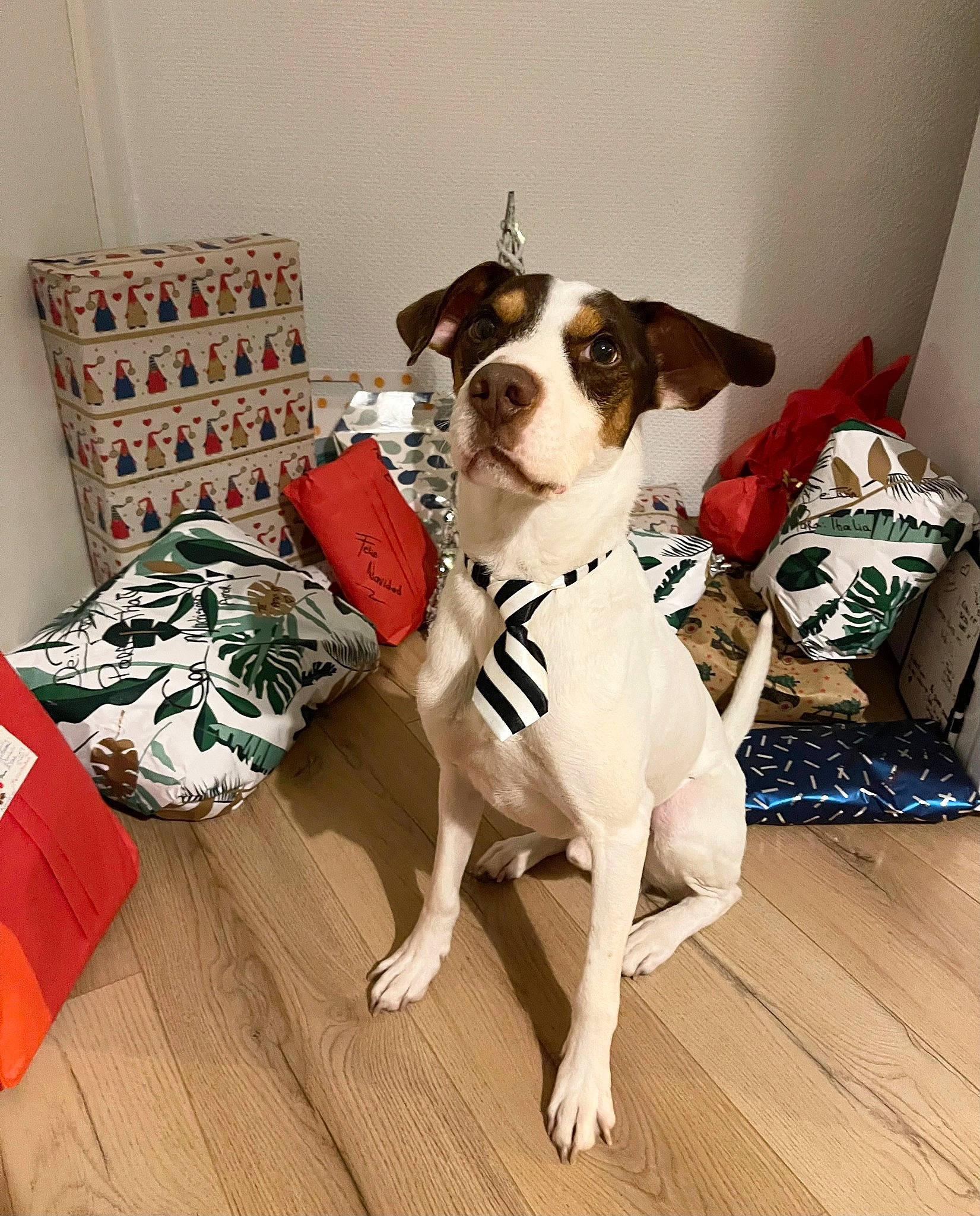 Klaus a rejoint le concours — aidez-le/la à gagner de superbes lots ! carnivore, collar, comfort, companion_dog, dog, dog_breed, dog_clothes, dog_collar, dog_supply, fawn, flooring, hardwood, linens, pet_supply, snout, sporting_group, tail, whiskers, wood, working_animal