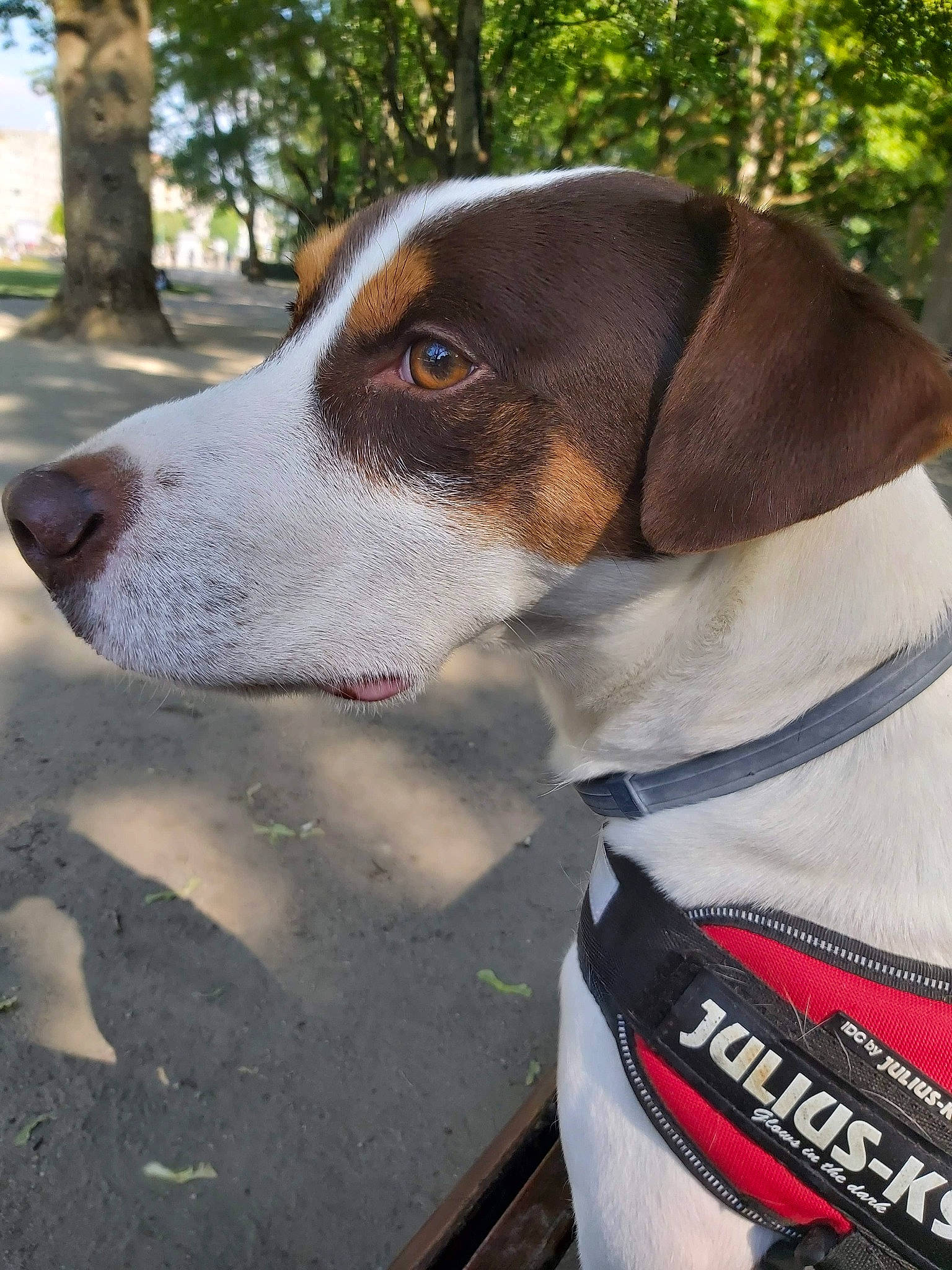 Klaus participe au concours pour gagner de l'argent avec cette photo : canidae, carnivore, collar, companion_dog, dog, dog_breed, dog_collar, dog_supply, fawn, hound, hunting_dog, leash, pet_supply, plant, scent_hound, snout, sporting_group, tree, working_animal, working_dog