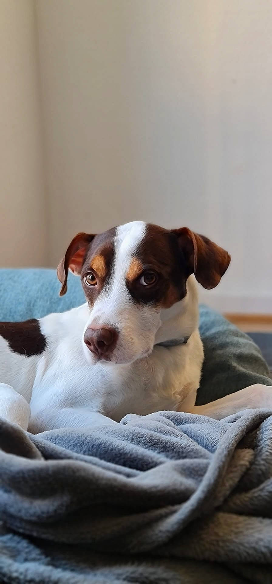 Klaus participe au concours pour gagner de l'argent avec cette photo : canidae, carnivore, collar, comfort, companion_dog, dog, dog_breed, fawn, irishjacks, small_terrier, snout, sporting_group, terrier, whiskers, working_animal