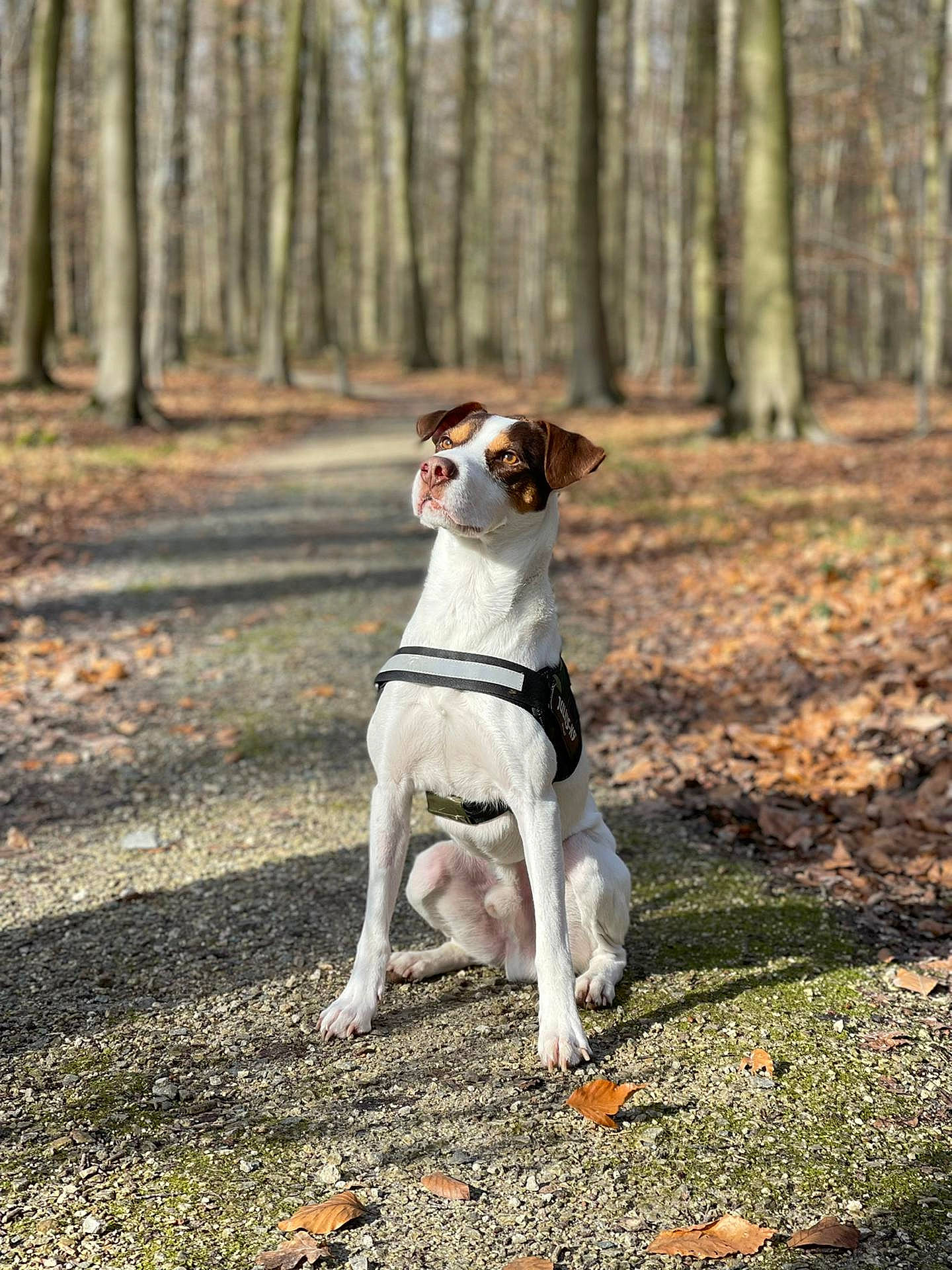 Klaus participe au concours pour gagner de l'argent avec cette photo : adventure, canidae, carnivore, companion_dog, dog, dog_breed, dog_walking, fawn, forest, grass, plant, recreation, sporting_group, tail, terrier, tree, trunk, walking, wood, woodland