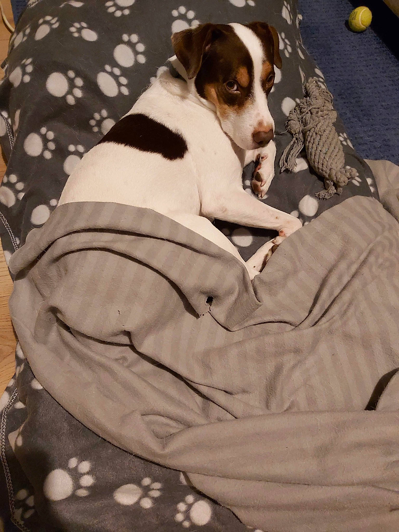 Klaus a rejoint le concours — aidez-le/la à gagner de superbes lots ! canidae, carnivore, collar, comfort, companion_dog, couch, dog, dog_breed, dog_collar, dog_supply, fawn, fur, hound, linens, non_sporting_group, pattern, sitting, sleeve, sporting_group, working_animal