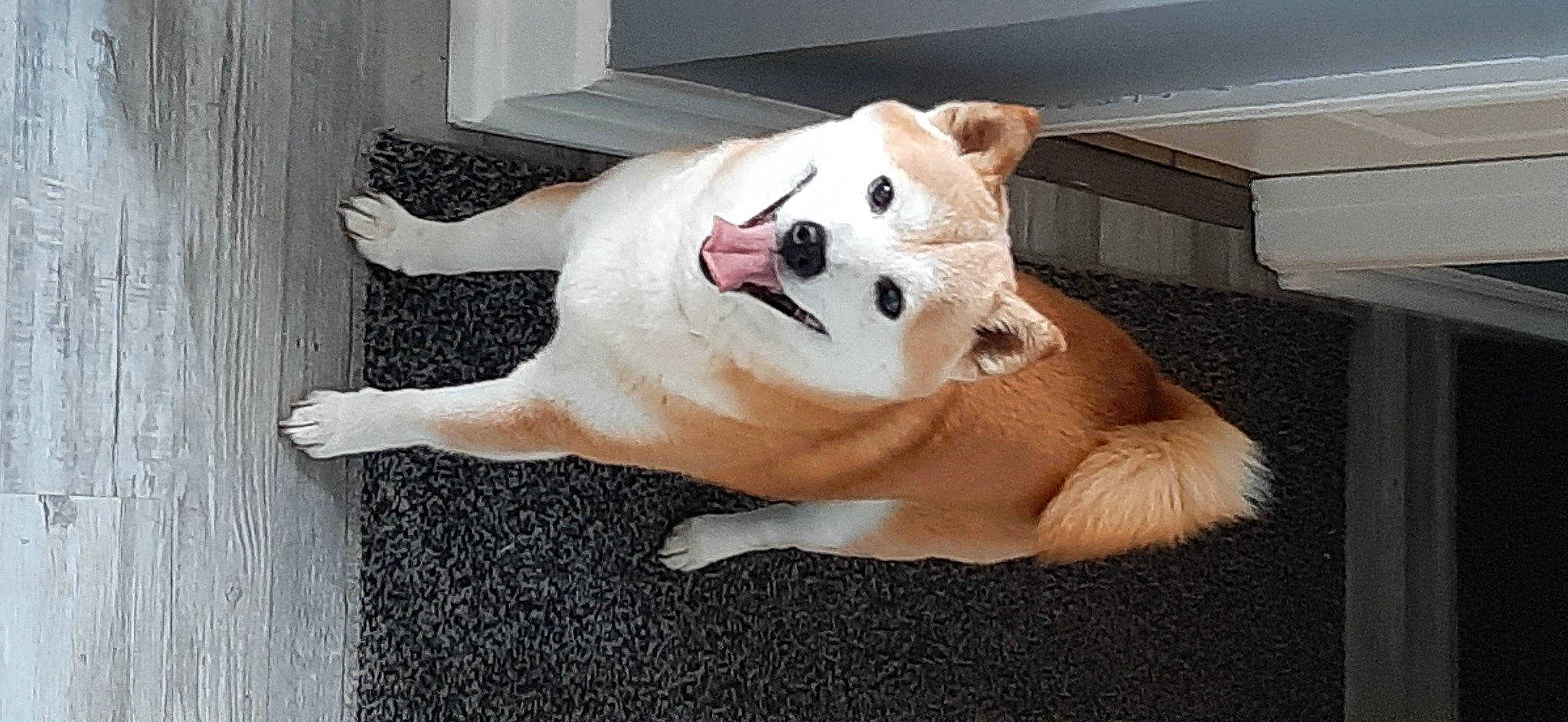 Romeo joined the competition — help win amazing prizes! canidae, carnivore, companion_dog, dog, dog_breed, eye, fawn, felidae, happy, head, human_body, plush, snout, sporting_group, stuffed_toy, tail, terrestrial_animal, toy, whiskers, wood