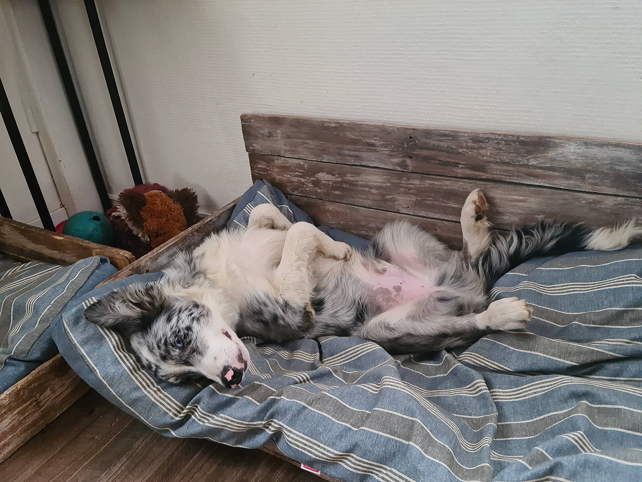 Salto a rejoint le concours — aidez-le/la à gagner de superbes lots ! bedding, canidae, carnivore, comfort, companion_dog, couch, dog, dog_breed, fawn, felidae, flooring, fur, grey, hardwood, linens, living_room, room, sporting_group, studio_couch, wood