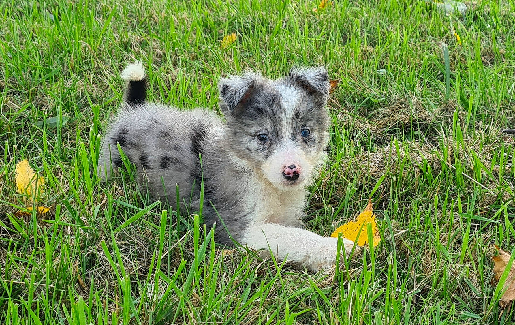 Salto a rejoint le concours — aidez-le/la à gagner de superbes lots ! australian_shepherd, carnivore, companion_dog, dog, dog_breed, grass, grassland, groundcover, herbaceous_plant, herding_dog, miniature_australian_shepherd, pasture, plant, prairie, sporting_group, tail, terrestrial_animal, whiskers, wildlife, working_dog
