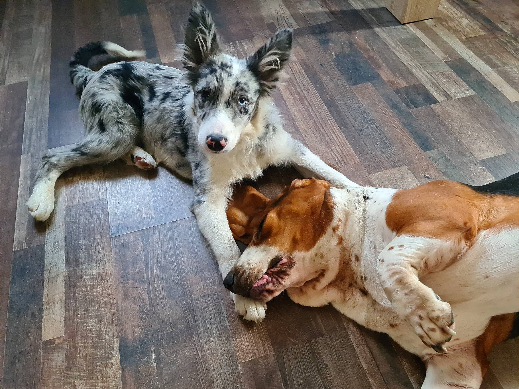 Salto a rejoint le concours — aidez-le/la à gagner de superbes lots ! canidae, carnivore, companion_dog, dog, dog_breed, dog_supply, fawn, flooring, fur, gun_dog, hardwood, liver, plank, snout, spaniel, sporting_group, tail, wood, wood_stain, working_animal