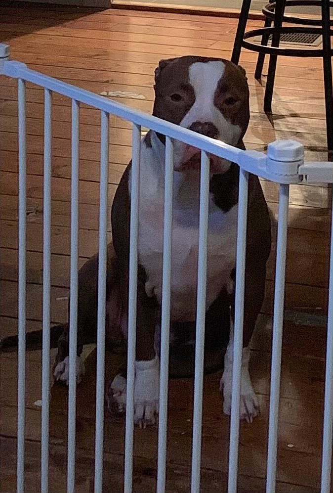 Bentlee joined the competition — help win amazing prizes! animal_shelter, black, cage, carnivore, companion_dog, dog, dog_breed, dog_supply, fawn, fence, fur, mammal, metal, pet_supply, snout, sporting_group, terrestrial_animal, vertebrate, wood, working_animal