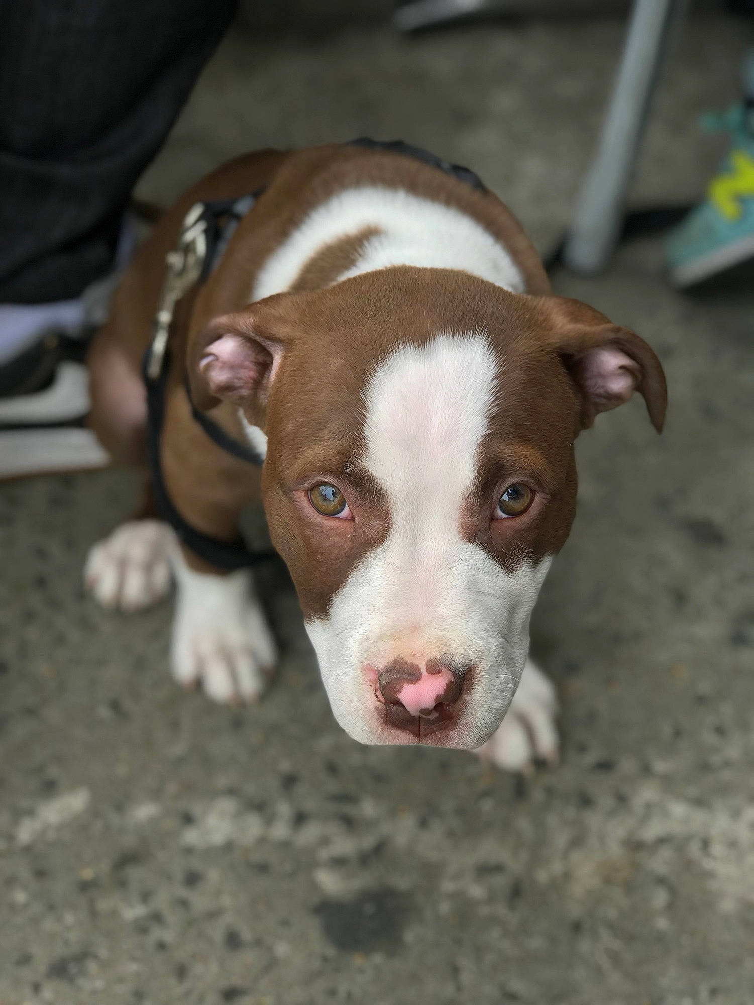 Bentlee is registered to the contest to win money with this photo: canidae, carnivore, companion_dog, dog, dog_breed, eye, fawn, non_sporting_group, puppy, snout, sporting_group, street_dog, terrestrial_animal, toy_dog, whiskers, working_animal