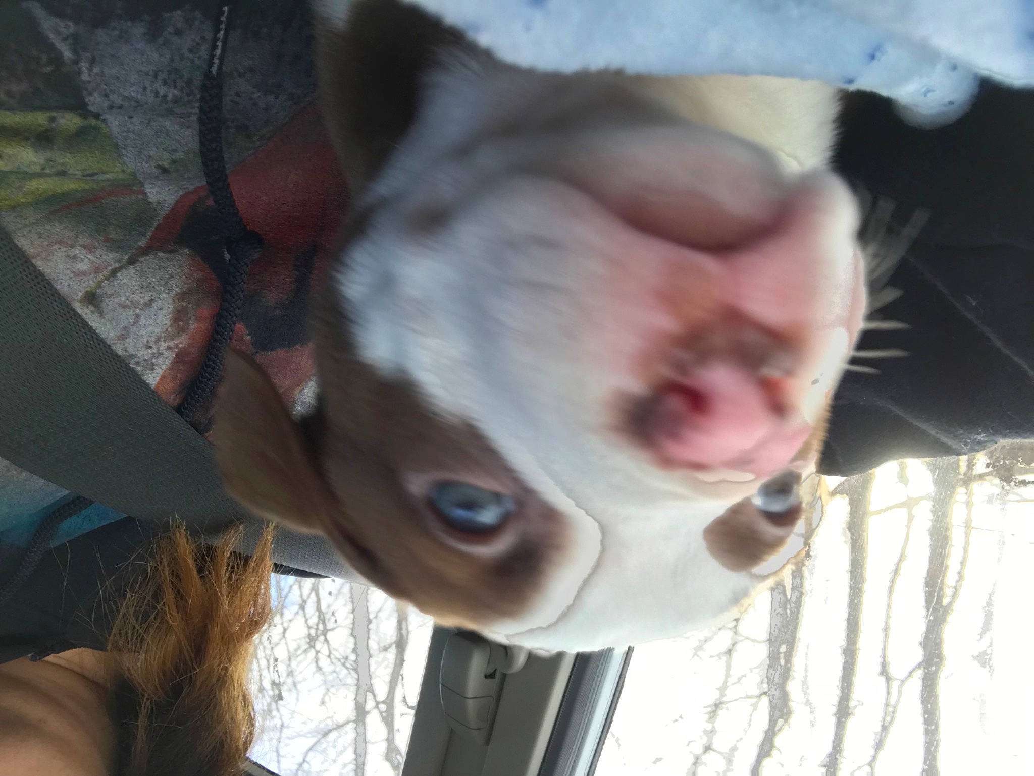 Bentlee is registered to the contest to win money with this photo: beard, ear, eyelash, eyewear, fawn, flesh, fur, glasses, jaw, nose, plant, selfie, snout, sporting_group, sunglasses, tree, whiskers, wood, working_animal, wrinkle