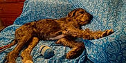 Molly May is registered to the contest to win money with this photo: animal, bed, blue_bedspread, brown_dog, canine, comfort, cozy, dog, fur, furniture, indoor, napping, pattern, paw, pet, quiet, relaxing, rest, sleeping, toy