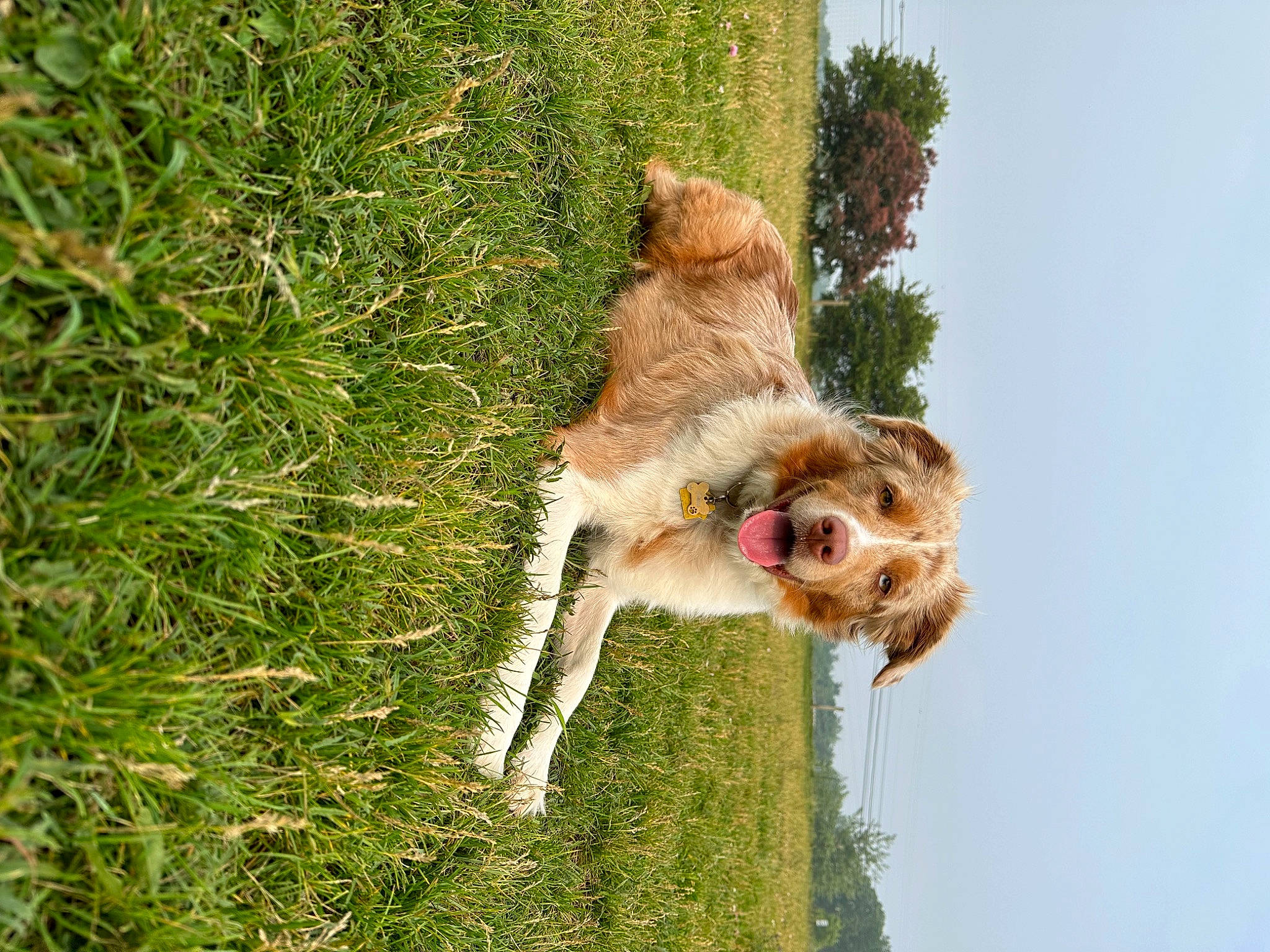 Demi joined the competition — help win amazing prizes! canidae, carnivore, companion_dog, dog, dog_breed, fawn, grass, groundcover, plant, sky, sporting_group, tail, tree, wildlife, yorkshire_terrier