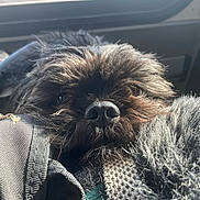 Demon joined the competition — help win amazing prizes! dog, close_up, black_fur, nose, eyes, sunlight, texture, fabric, car_interior, seatbelt, fur, pet, cozy, soft_light, animal, portrait, snout, resting, companion, travel