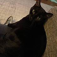 Luna is registered to the contest to win money with this photo: cat, black_cat, indoor, couch, furniture, yellow_eyes, pet, animal, relaxed, looking_up, fur, whiskers, cozy, home, carpet, shoe, casual, comfort, close_up, domestic