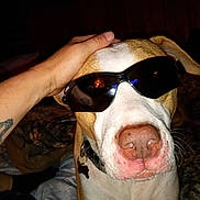 Daisy is registered to the contest to win money with this photo: accessories, animal, baby, bodypart, bulldog, canine, dog, finger, glasses, goggles, hand, hound, mouth, person, pet, pitbull, pointer, skin, sunglasses, tattoo