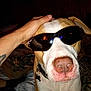 accessories, animal, baby, bodypart, bulldog, canine, dog, finger, glasses, goggles, hand, hound, mouth, person, pet, pitbull, pointer, skin, sunglasses, tattoo
