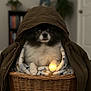 basket, black_and_white, blanket, blanket_pattern, canine, coat, cozy, dog, fur, furniture, glow, hood, indoor, paw, pet, plant, portrait, sitting, warm, wicker