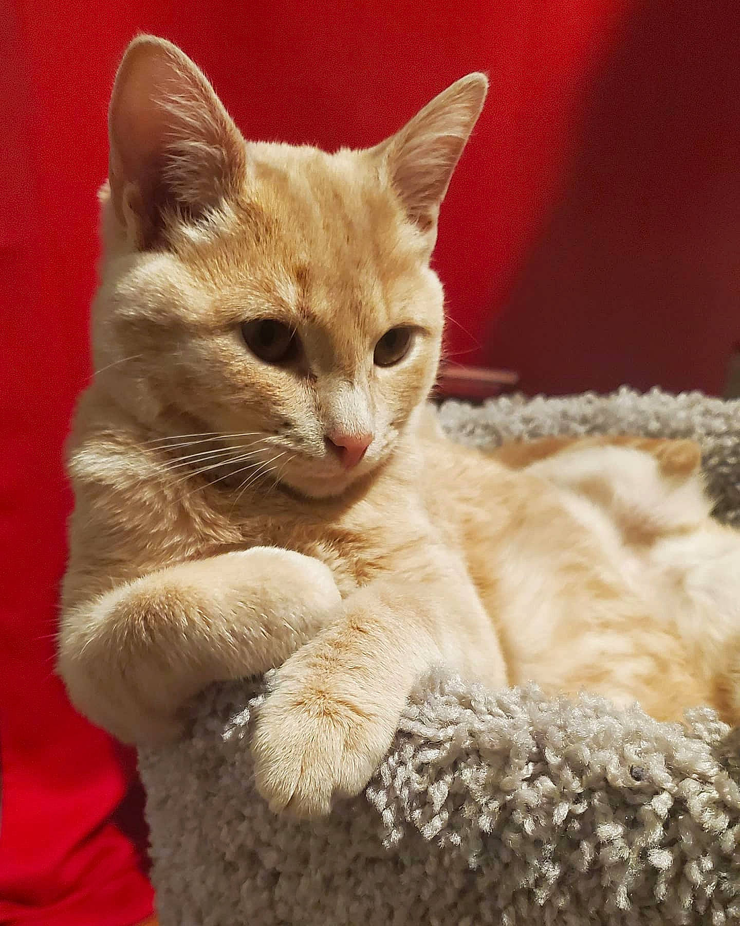 Bjorn joined the competition — help win amazing prizes! arabian_mau, asian, australian_mist, burmilla, carnivore, cat, devon_rex, domestic_short_haired_cat, european_shorthair, fawn, felidae, fur, german_rex, kitten, mammal, ojos_azules, small_to_medium_sized_cats, tabby_cat, turkish_angora, whiskers