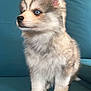 Alysse a rejoint le concours — aidez-le/la à gagner de superbes lots ! puppy, dog, blue_eyes, fluffy, fur, sitting, indoor, teal_couch, pet, cute, animal, canine, young, adorable, portrait, side_view, domestic, companion, small, furry