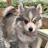 Alysse participe au concours pour gagner de l'argent avec cette photo : puppy, dog, fluffy, heterochromia, blue_eye, gray_fur, white_fur, black_fur, collar, pink_collar, outdoor, garden, gravel, plastic_stool, curious, pet, animal, young_dog, cute, small