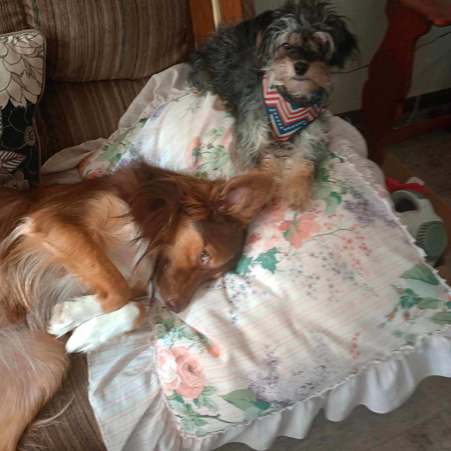 Sassy And Molly is registered to the contest to win money with this photo: animal, bandana, black_dog, brown_dog, comfort, companion, couch, curious, dog, floor, floral_pattern, fur, household, indoor, laying_down, pet, pillow, relaxing, resting, wooden_table