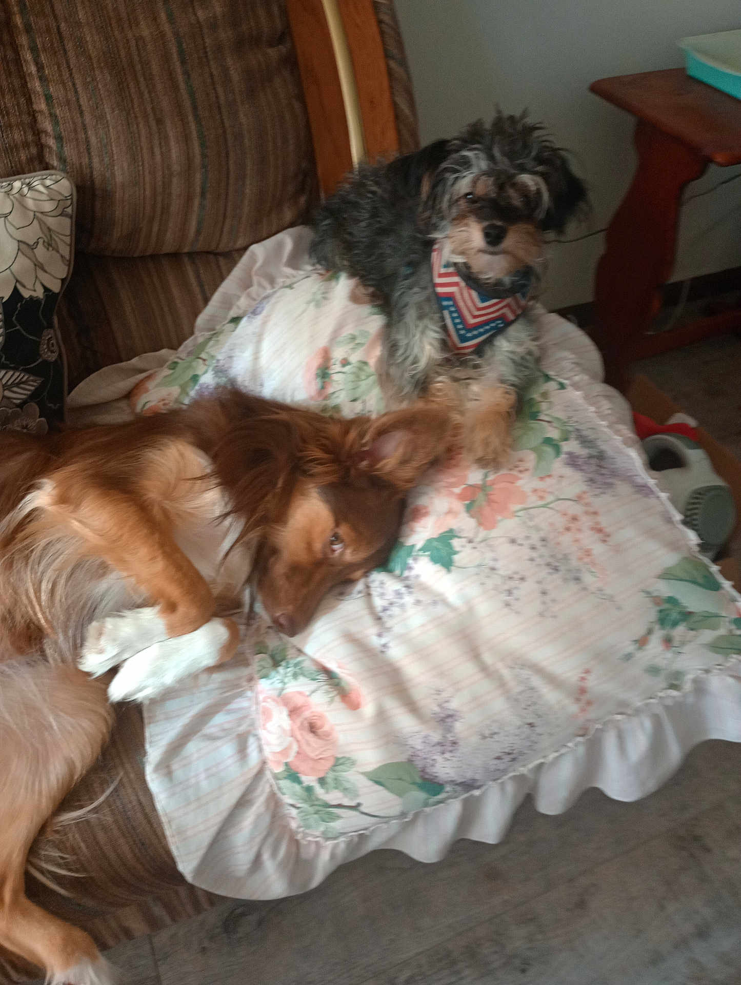 Sassy And Molly is registered to the contest to win money with this photo: dog, couch, pillow, indoor, pet, bandana, resting, floral_pattern, brown_dog, black_dog, fur, wooden_table, floor, comfort, relaxing, household, animal, companion, laying_down, curious