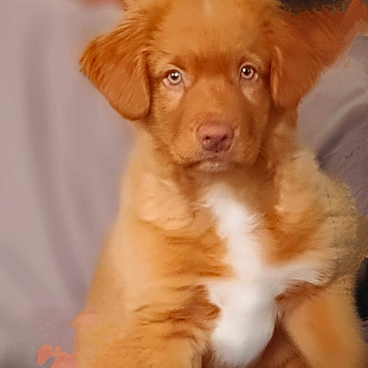 Aéro participe au concours pour gagner de l'argent avec cette photo : adorable, animal, brown, calm, closeup, cute, dog, domestic, eyes, fluffy, fur, indoor, mammal, pet, portrait, puppy, sitting, soft, white_patch, young