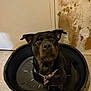 dog, black_dog, pet, dog_bed, indoor, floor, wall, door, collar, looking_up, animal, canine, sitting, closeup, household, domestic, curious, portrait, companion, worn_bed