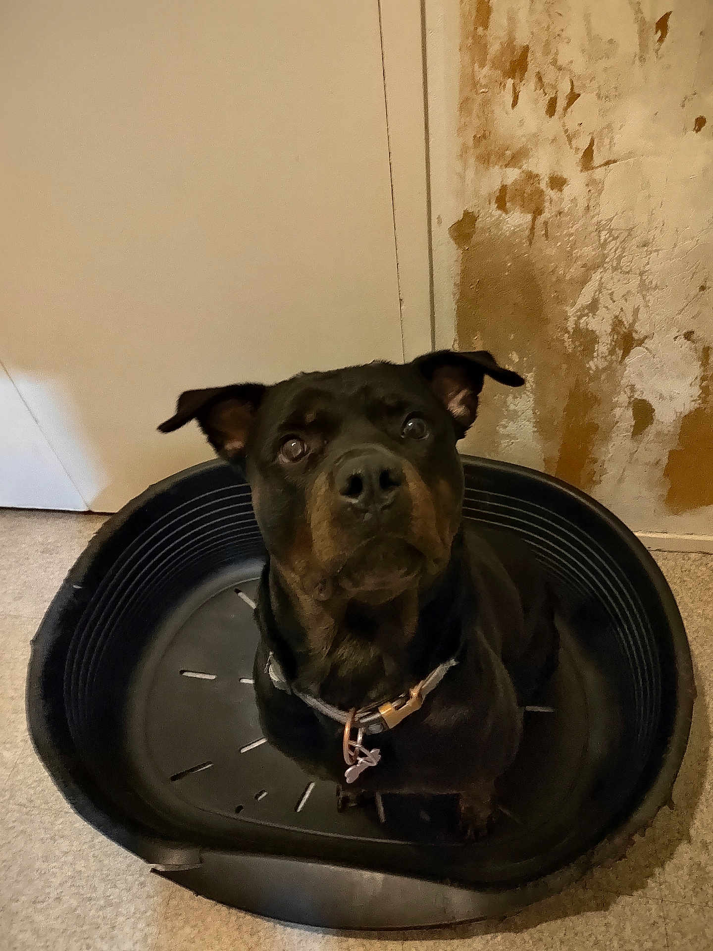 Saya a rejoint le concours — aidez-le/la à gagner de superbes lots ! dog, black_dog, pet, dog_bed, indoor, floor, wall, door, collar, looking_up, animal, canine, sitting, closeup, household, domestic, curious, portrait, companion, worn_bed