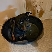 Saya a rejoint le concours — aidez-le/la à gagner de superbes lots ! dog, pet_bed, indoor, floor, carpet, wall, black_dog, brown_markings, looking_up, plastic_bed, curious, animal, domestic_animal, shadow, small_dog, ears, face, sitting, close_up, room