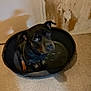 dog, pet_bed, indoor, floor, carpet, wall, black_dog, brown_markings, looking_up, plastic_bed, curious, animal, domestic_animal, shadow, small_dog, ears, face, sitting, close_up, room