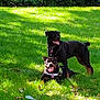 Saya participe au concours pour gagner de l'argent avec cette photo : dog, dogs, grass, park, sunlight, outdoor, pet, canine, nature, playful, happy, black_dog, panting, leash, collar, summer, greenery, daytime, animal, resting