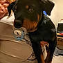 Saya a rejoint le concours — aidez-le/la à gagner de superbes lots ! puppy, dog, pet, black, tan, indoor, person, holding, pacifier, white_shirt, cute, animal, young, face, ears, furniture, computer, room, carpet, hand