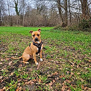 Isis a rejoint le concours — aidez-le/la à gagner de superbes lots ! animal, boxer, bulldog, canine, dog, field, grass, grassland, grove, hound, land, nature, outdoors, pet, plant, puppy, soil, tree, vegetation, woodland