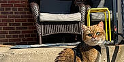 Rafi is registered to the contest to win money with this photo: cat, ginger_cat, pet, feline, porch, steps, harness, leash, wicker_chair, cushion, yellow_stool, brick_wall, window, sunlight, shadow, outdoor, green_eyes, tail, whiskers, concrete
