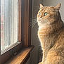 Rafi is registered to the contest to win money with this photo: cat, ginger_cat, green_eyes, whiskers, window, wooden_sill, sunlight, indoor, portrait, fur, pet, domestic_cat, side_view, looking_out, calm, soft_light, cozy, close_up, table, curiosity
