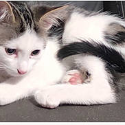 Jasper joined the competition — help win amazing prizes! animal, cat, close_up, curious, cute, ears, feline, fur, gray, indoor, kitten, lying_down, paw, pet, pink_paw_pads, small, soft, tail, whiskers, white