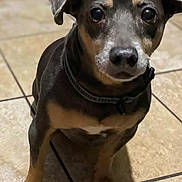 Max is registered to the contest to win money with this photo: dog, pet, canine, small_dog, indoor, tile_floor, collar, brown_fur, black_fur, paws, big_eyes, muzzle, nose, ears, sitting, close_up, portrait, shadow, whiskers, floor_grout