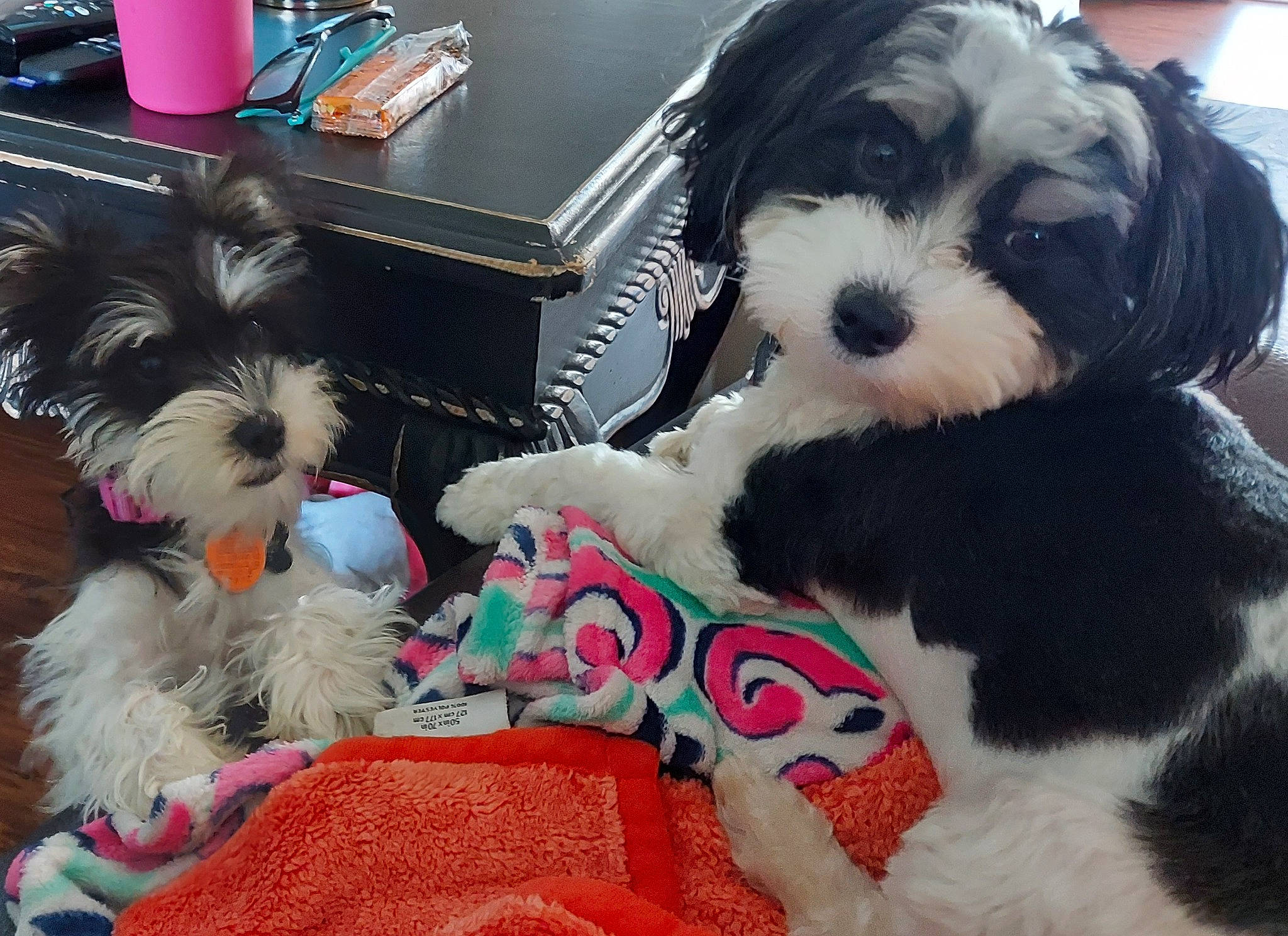 Sam joined the competition — help win amazing prizes! canidae, carnivore, collar, comfort, companion_dog, dog, dog_breed, dog_collar, dog_supply, fur, maltepoo, pattern, paw, puppy_love, small_terrier, snout, sporting_group, terrier, toy_dog, working_animal