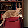 Butterscotch is registered to the contest to win money with this photo: cat, orange_tabby, chair, red_leather, bookshelf, books, indoor, pet, feline, relaxed, alert, tail, paw, wooden_furniture, sitting, domestic_animal, home, cozy, library, background